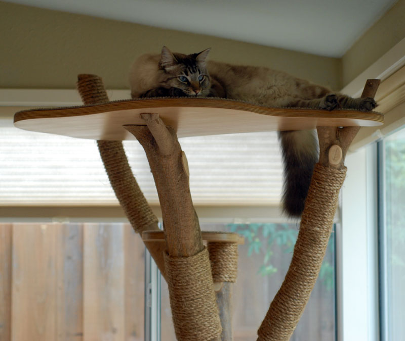 Image - DIY scratching posts repair