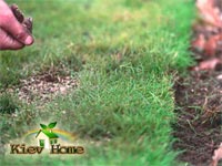 Image - DIY lawn repair