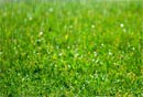Image - DIY lawn repair