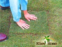 Image - DIY lawn repair
