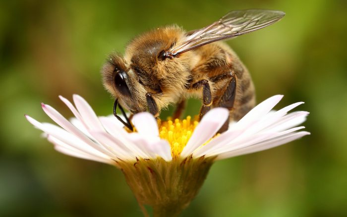 Image - DIY bee trailer repair