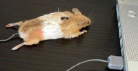 Image - DIY laser mouse repair