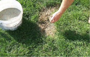 Image - DIY lawn repair