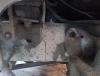 Image - DIY frame repair on sable
