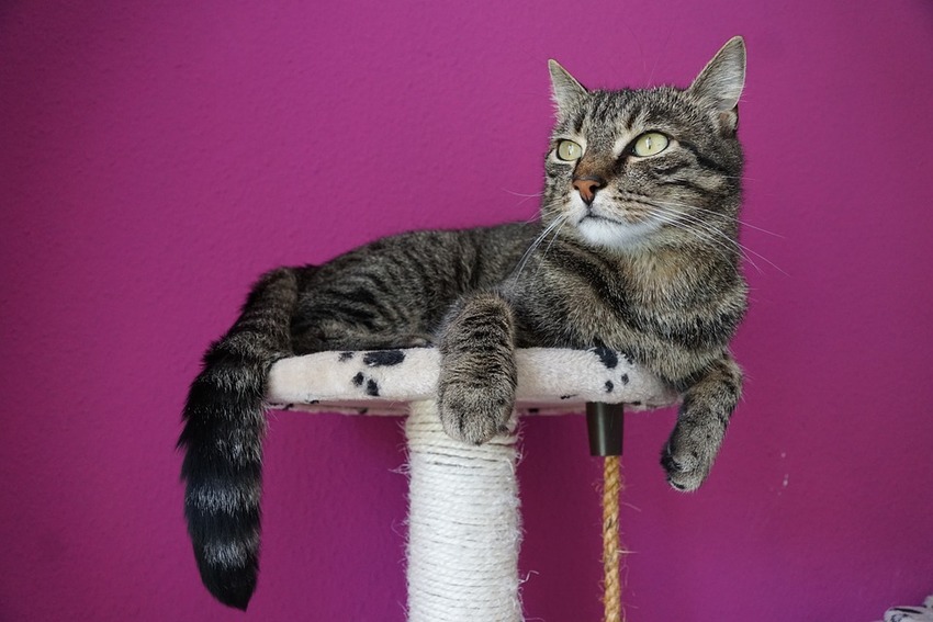 Image - DIY scratching posts repair