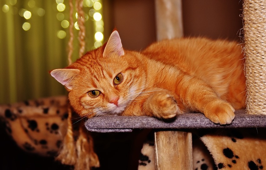 Image - DIY scratching posts repair